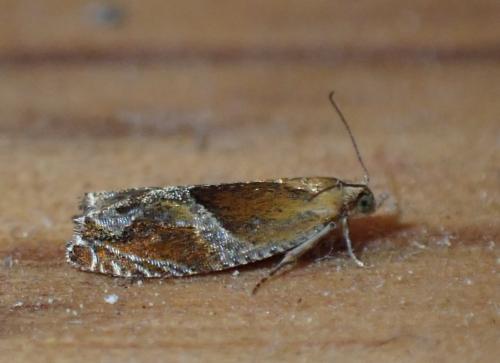 Ancylis obtusana